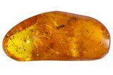 Fossil Ant (Formicidae) In Baltic Amber #139070-1
